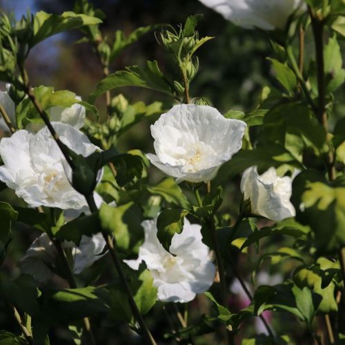 Hibiskus WHITE CHIFFON - Syrischer Hibiskus