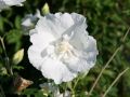Hibiskus WHITE CHIFFON - ketmia syryjska