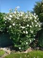 Hibiskus WHITE CHIFFON - ketmia syryjska