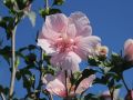 Hibiskus PINK CHIFFON - ketmia syryjska