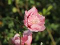 Hibiskus PINK CHIFFON - ketmia syryjska