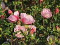 Hibiskus PINK CHIFFON - ketmia syryjska