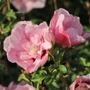 Hibiskus PINK CHIFFON auf Stamm