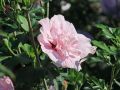 Hibiskus PINK CHIFFON - ketmia syryjska