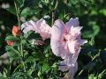 Hibiskus PINK CHIFFON - ketmia syryjska