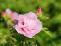 Hibiskus PINK CHIFFON - ketmia syryjska