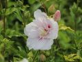 Hibiskus CHINA CHIFFON - ketmia syryjska