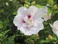 Hibiskus CHINA CHIFFON - ketmia syryjska