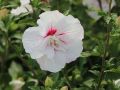 Hibiskus CHINA CHIFFON - ketmia syryjska