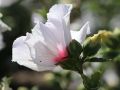 Hibiskus CHINA CHIFFON - ketmia syryjska