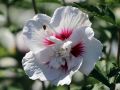 Hibiskus CHINA CHIFFON - ketmia syryjska
