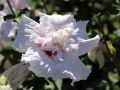 Hibiskus CHINA CHIFFON - ketmia syryjska