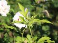 Hibiskus CHINA CHIFFON - ketmia syryjska