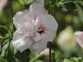 Hibiskus CHINA CHIFFON - ketmia syryjska