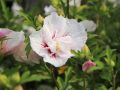 Hibiskus CHINA CHIFFON - ketmia syryjska
