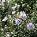 Hibiskus CHINA CHIFFON - ketmia syryjska