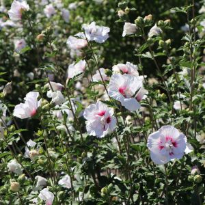 Hibiskus CHINA CHIFFON - Syrischer Hibiskus