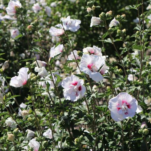 Hibiskus CHINA CHIFFON - Syrischer Hibiskus