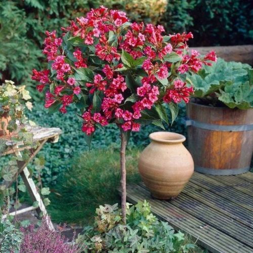 Zaubernuss BRISTOL RUBY in Stammform