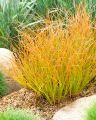 TURZYCA Ceglasta PRAIRIE FIRE