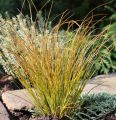 TURZYCA Ceglasta PRAIRIE FIRE