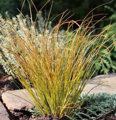 Feuer-Gefäß Sedge PRAIRIE FIRE