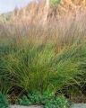 TURZYCA Ceglasta PRAIRIE FIRE