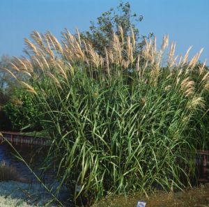 Chinesischer Miscanthus SILBERSPINNE
