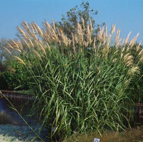 Chinesischer Miscanthus SILBERSPINNE