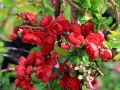 Pigwowiec SCARLET STORM