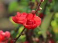 Pigwowiec SCARLET STORM