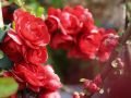 Pigwowiec SCARLET STORM