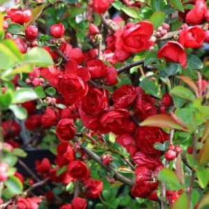 Quittenstrauchs SCARLET STORM 