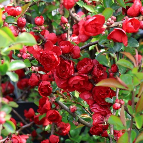 Quittenstrauchs SCARLET STORM 