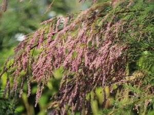 Fünfgriffigen Tamariskenstrauchs PINK CASCADE