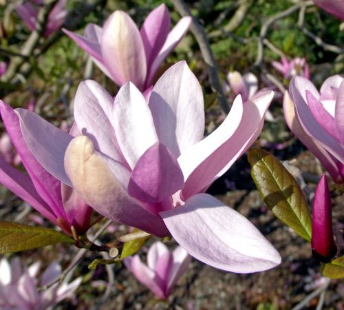 Magnolie BETTY