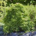 Klon palmowy GOING GREEN