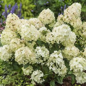 Hortensie PETITE STAR 