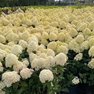 Rispenhortensie SKYFALL