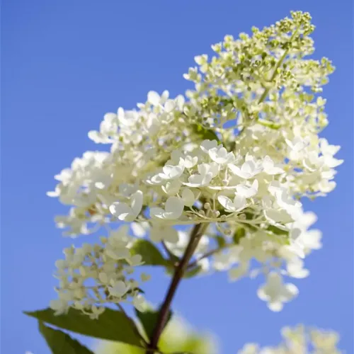 Rispenhortensie TARDIVA