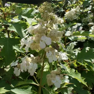 Hortensie ICE CRISTAL