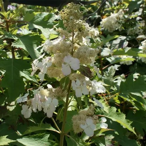 Hortensie ICE CRISTAL