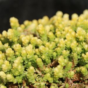 Fetthuhns YELLOW QUEEN