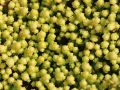 Rozchodnik YELLOW QUEEN