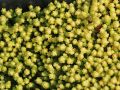 Rozchodnik YELLOW QUEEN
