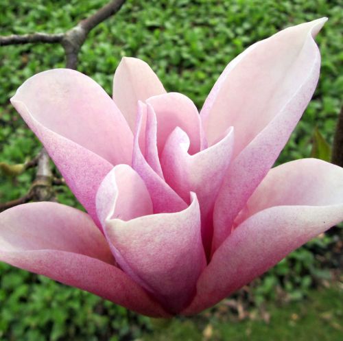Magnolie HEAVEN SCENT