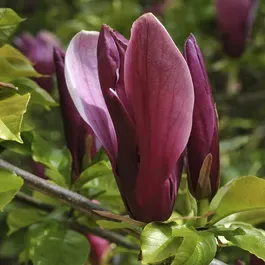 Purpur-Magnolie NIGRA 