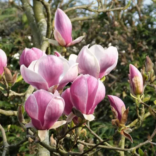 Magnolie PINK GOBLET