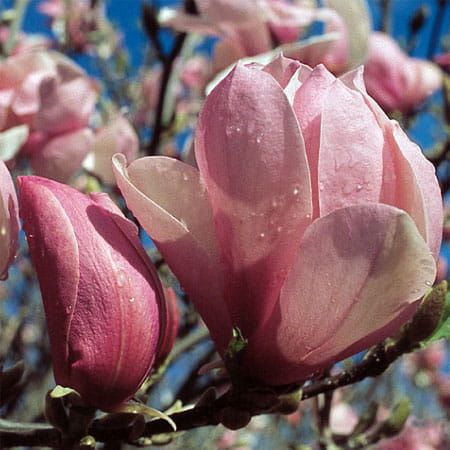 Magnolie PINKIE