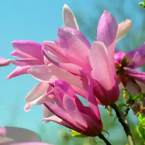 Magnolie RICKI